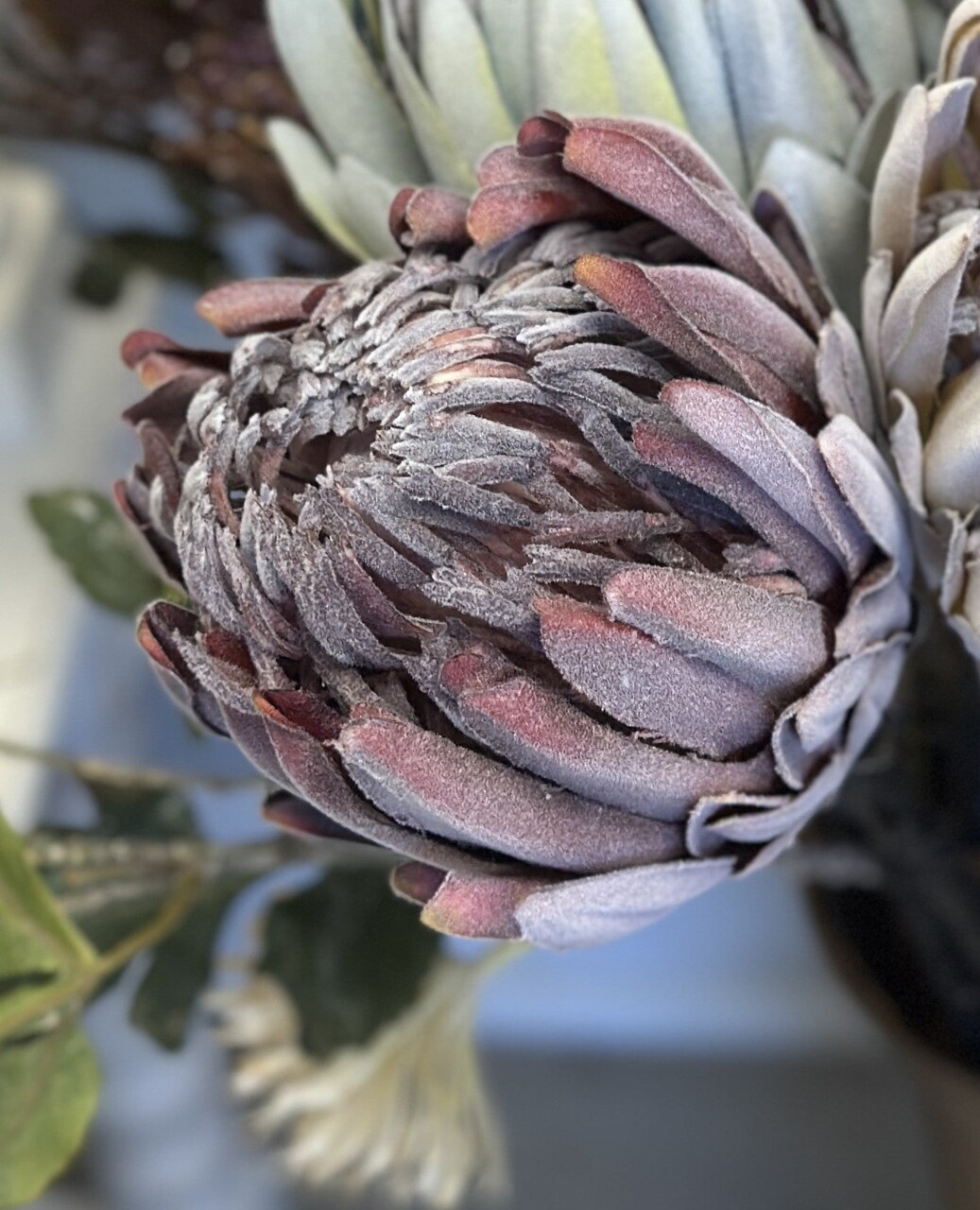 Faux King Protea Flower Stem Lifelike Floral 26 Inch Blush Green Home Arrangement